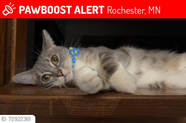 Lost Male Cat last seen Between the Circle K on Assisi Dr and Edenbrook of Rochester., Rochester, MN 55901