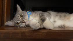 Lost Male Cat last seen Between the Circle K on Assisi Dr and Edenbrook of Rochester., Rochester, MN 55901