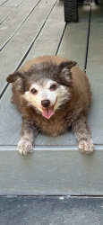 Lost Male Dog last seen E 100th Ave and Colorado , Thornton, CO 80229