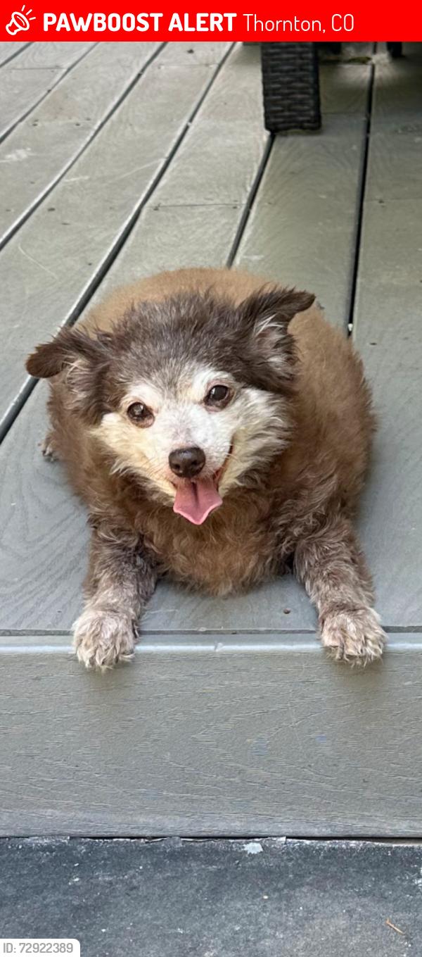 Lost Male Dog last seen E 100th Ave and Colorado, Thornton, CO 80229