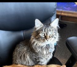 Reunited Male Cat last seen providence hills near 131st, Bixby, OK 74008