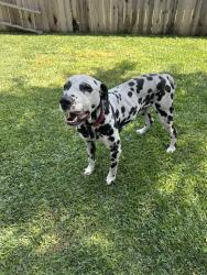 Found/Stray Male Dog last seen Near w greenwood ave, La Habra, CA 90631