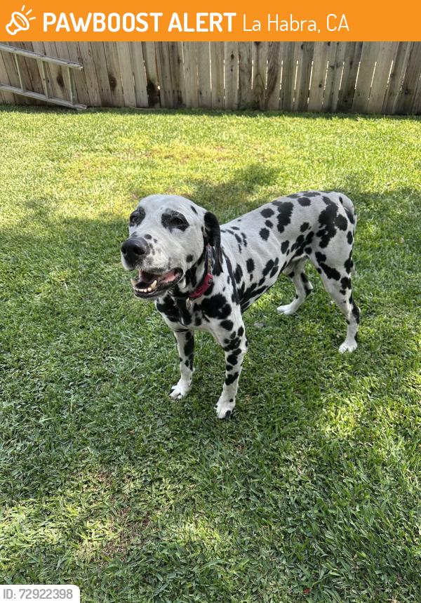 Found/Stray Male Dog last seen Near w greenwood ave, La Habra, CA 90631