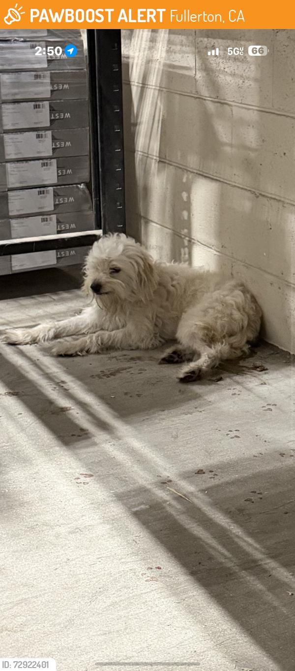 Found/Stray Unknown Dog last seen Floor and decor Fullerton , Fullerton, CA 92835