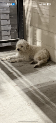 Found/Stray Unknown Dog last seen Floor and decor Fullerton , Fullerton, CA 92835