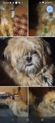 Lost Male Dog last seen Greenway and vanwagon, Henderson, NV 89002