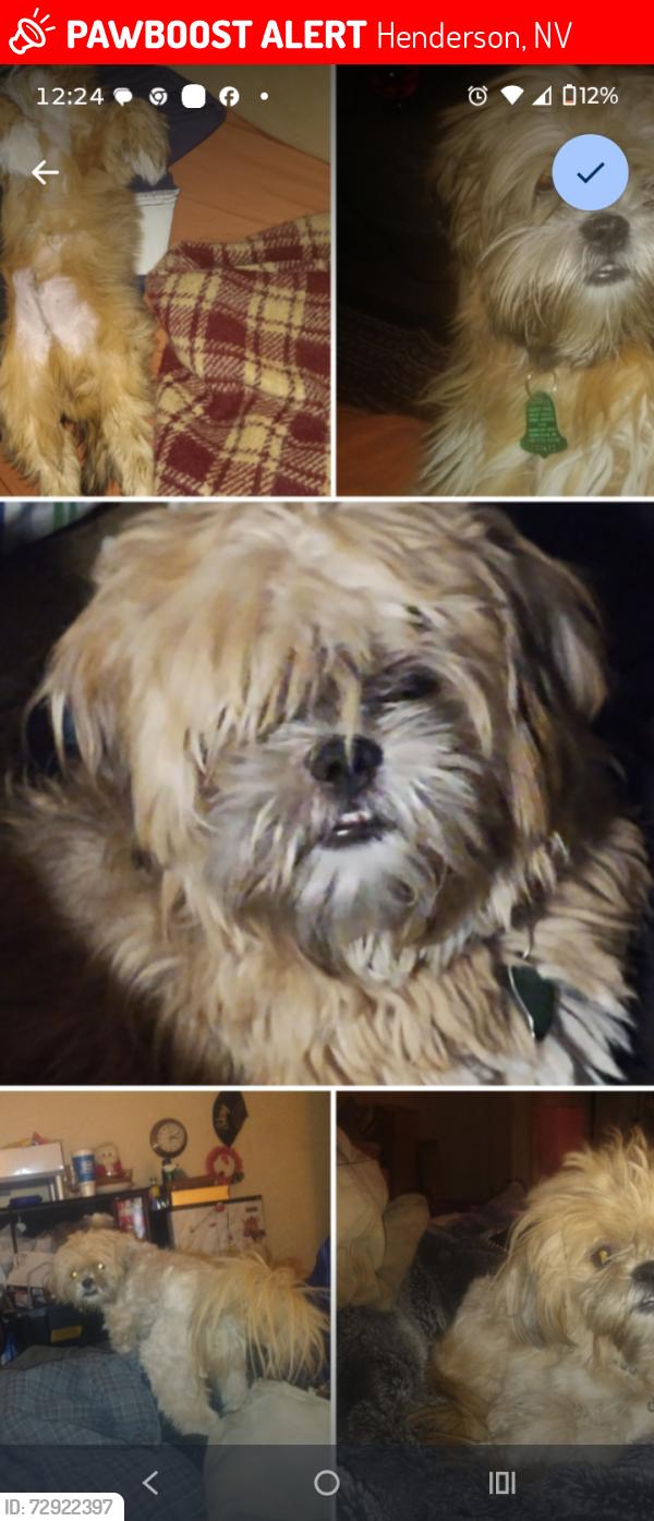 Lost Male Dog last seen Greenway and vanwagon, Henderson, NV 89002