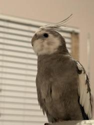 Lost Male Bird last seen Manchester and Normandie, Los Angeles, CA 90044