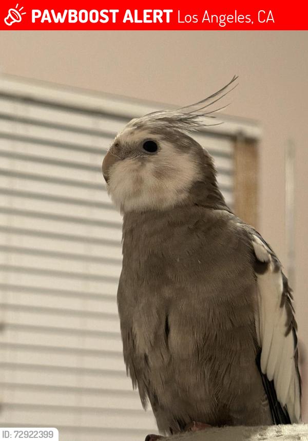 Lost Male Bird last seen Manchester and Normandie, Los Angeles, CA 90044