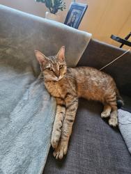 Found/Stray Female Cat last seen 108th & 140th, Surrey, BC 