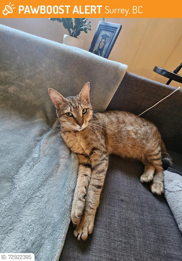 Found/Stray Female Cat last seen 108th & 140th, Surrey, BC 