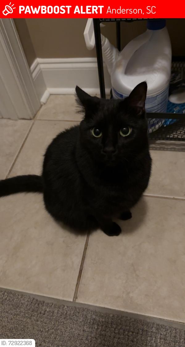 Lost Female Cat last seen Concord Road, McPhail Farms Subdivision, Anderson, SC 29621