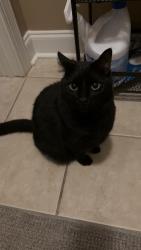 Lost Female Cat last seen Concord Road, McPhail Farms Subdivision, Anderson, SC 29621