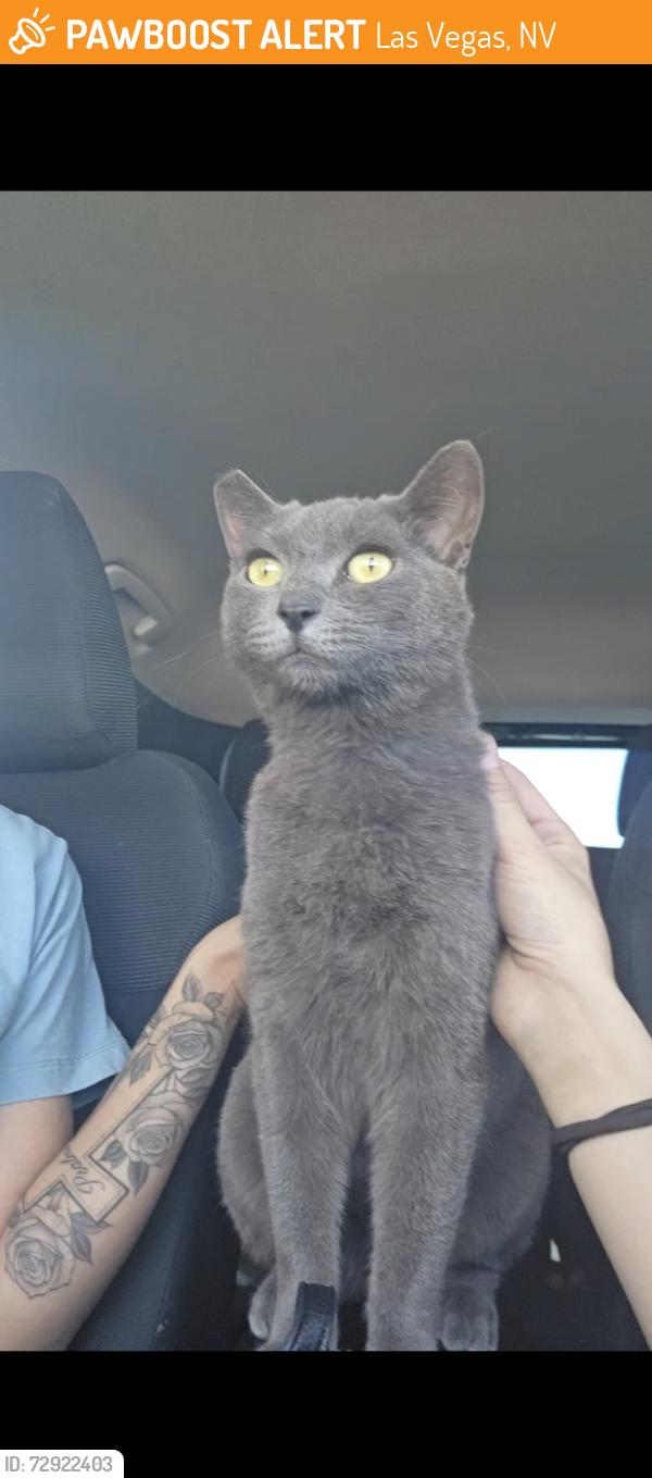 Found/Stray Female Cat last seen Near Boulder Hwy, Las Vegas, NV 89121, Las Vegas, NV 89121