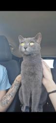 Found/Stray Female Cat last seen Near Boulder Hwy, Las Vegas, NV 89121, Las Vegas, NV 89121
