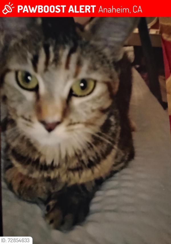 Lost Female Cat last seen beach and lincoln @ circle k shopping center, Anaheim, CA 92801