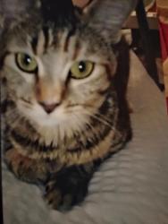 Lost Female Cat last seen beach and lincoln @ circle k shopping center, Anaheim, CA 92801