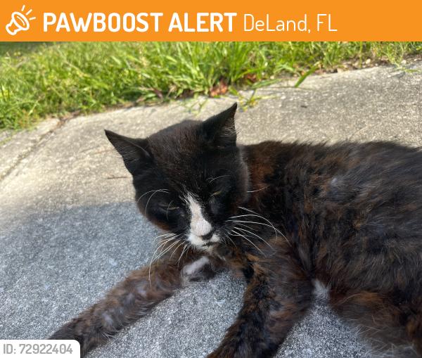 Found/Stray Unknown Cat last seen Kentucky ave, DeLand, FL 32724