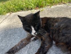 Found/Stray Unknown Cat last seen Kentucky ave, DeLand, FL 32724