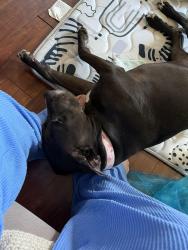 Reunited Female Dog last seen Cohasset & indepeNdence st, Los Angeles, CA 91303