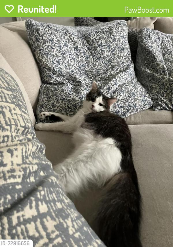 Reunited Female Cat last seen Spring avenue school, Countryside, IL 60525