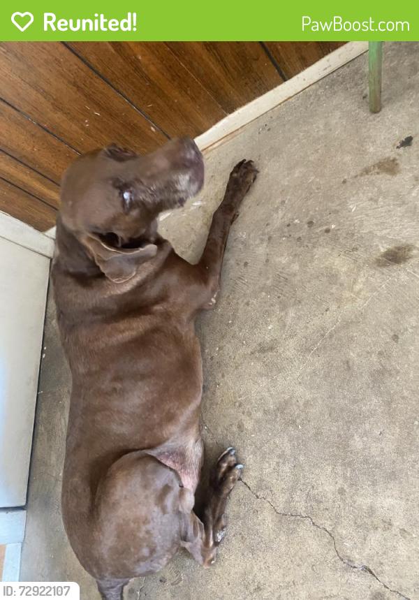 Reunited Female Dog last seen Near Sackville Dr, San Antonio, TX 78247, USA, San Antonio, TX 78247