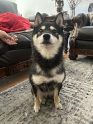 Reunited Female Dog last seen Russel & Fort Apache, Las Vegas, NV 89148