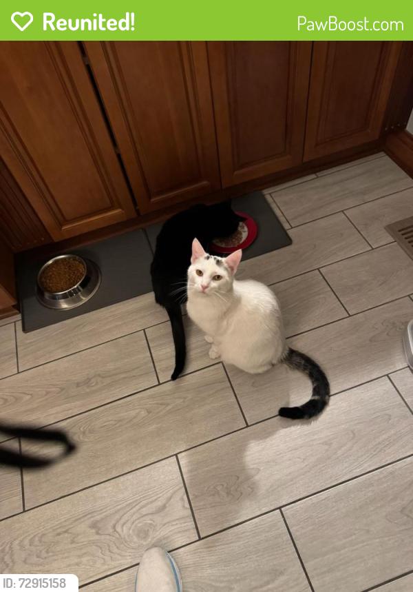 Reunited Male Cat last seen Medallion Drive and Teasel Drive Westerville , Westerville, OH 43082