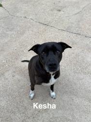 Reunited Female Dog last seen Cooper, Washington, Arlington, TX 76011