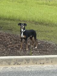 Found/Stray Male Dog last seen In between Walmart and Academy , Valdosta, GA 31601