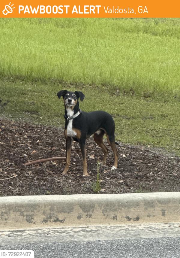 Found/Stray Male Dog last seen In between Walmart and Academy , Valdosta, GA 31601