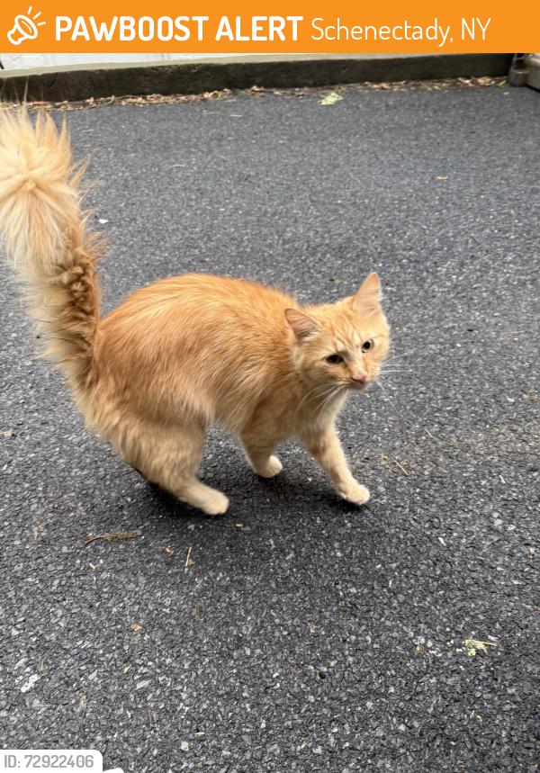 Found/Stray Unknown Cat last seen Union street and liberty , Schenectady, NY 12305