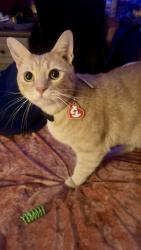 Reunited Male Cat last seen Our house near orchards on Apple valley rd Hendersonville, Hendersonville, NC 28792
