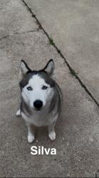 Reunited Female Dog last seen Cooper, Washington, Arlington, TX 76011