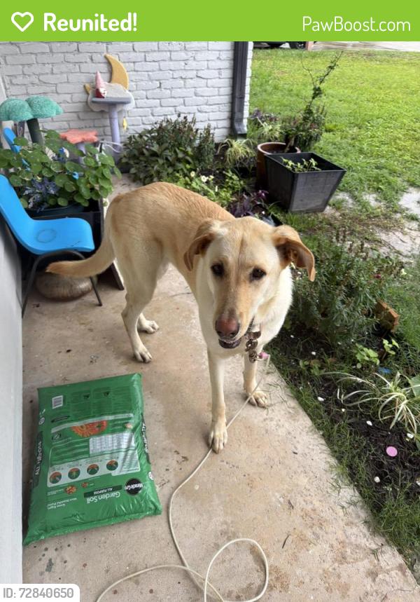 Reunited Female Dog last seen hmstd , Houston, TX 77016