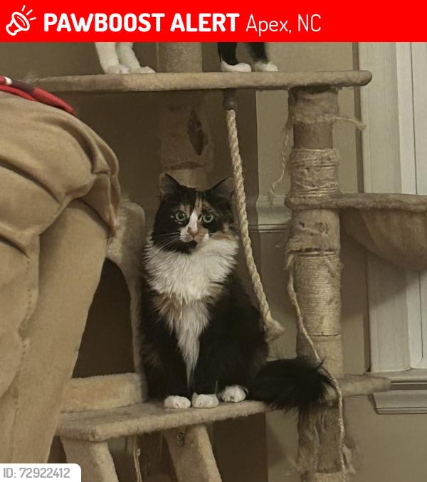 Lost Female Cat last seen Salem street and apex bbq road Whitehall manor, Apex, NC 27502