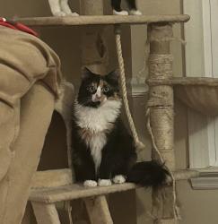 Lost Female Cat last seen Salem street and apex bbq road Whitehall manor, Apex, NC 27502