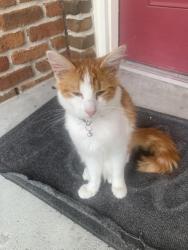 Reunited Male Cat last seen Plover cir, Texas City, TX 77591