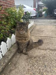 Found/Stray Unknown Cat last seen Benson st, Philadelphia, PA 19136