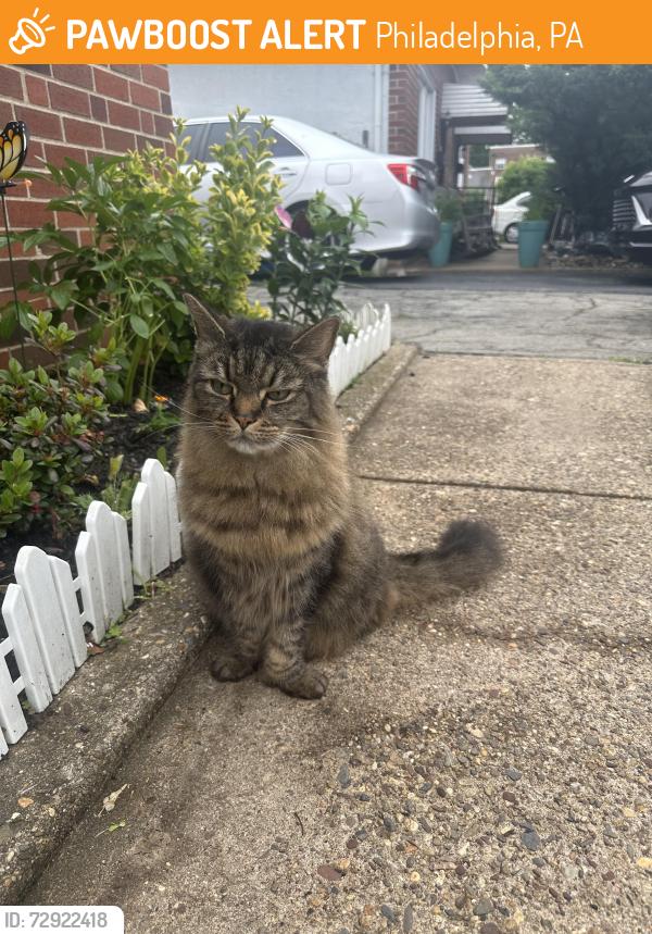 Found/Stray Unknown Cat last seen Benson st, Philadelphia, PA 19136