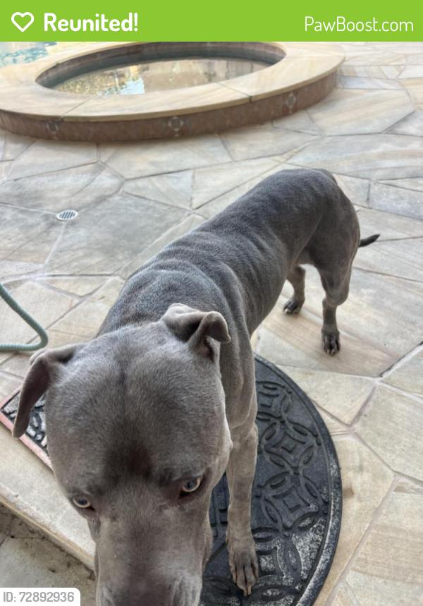 Reunited Male Dog last seen Hedda and Fidler , Lakewood, CA 90712