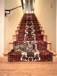 Lost Female Cat last seen Near SE Azar Drive Happy Valley OR 97086, Happy Valley, OR 97086