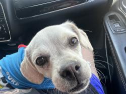 Reunited Female Dog last seen Near Panther Ave, Adelanto, CA 92301