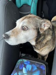 Reunited Female Dog last seen Noe Bixby and Old Refugee , Columbus, OH 43227