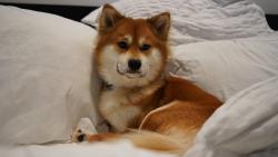 Reunited Male Dog last seen S 228th Pl, Kent, WA 98031