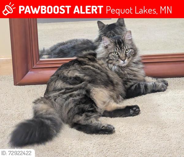 Lost Male Cat last seen County Road 11 and 39 , Pequot Lakes, MN 56472