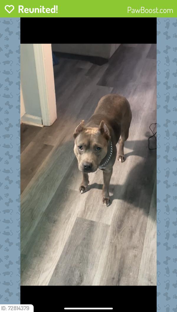 Reunited Female Dog last seen The luxe apmts at Raleigh , Memphis, TN 38128