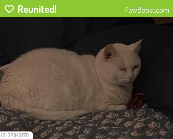 Reunited Female Cat last seen Honeybee trail, Fort Mill, SC 29715