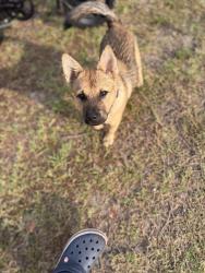 Found/Stray Male Dog last seen Near daisy ave, auburndale, Auburndale, FL 33823