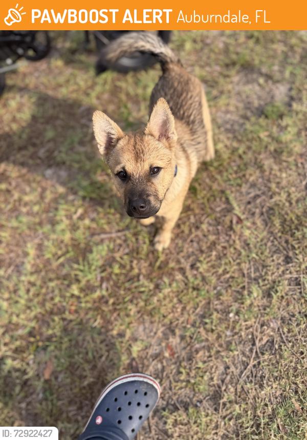 Found/Stray Male Dog last seen Near daisy ave, auburndale, Auburndale, FL 33823